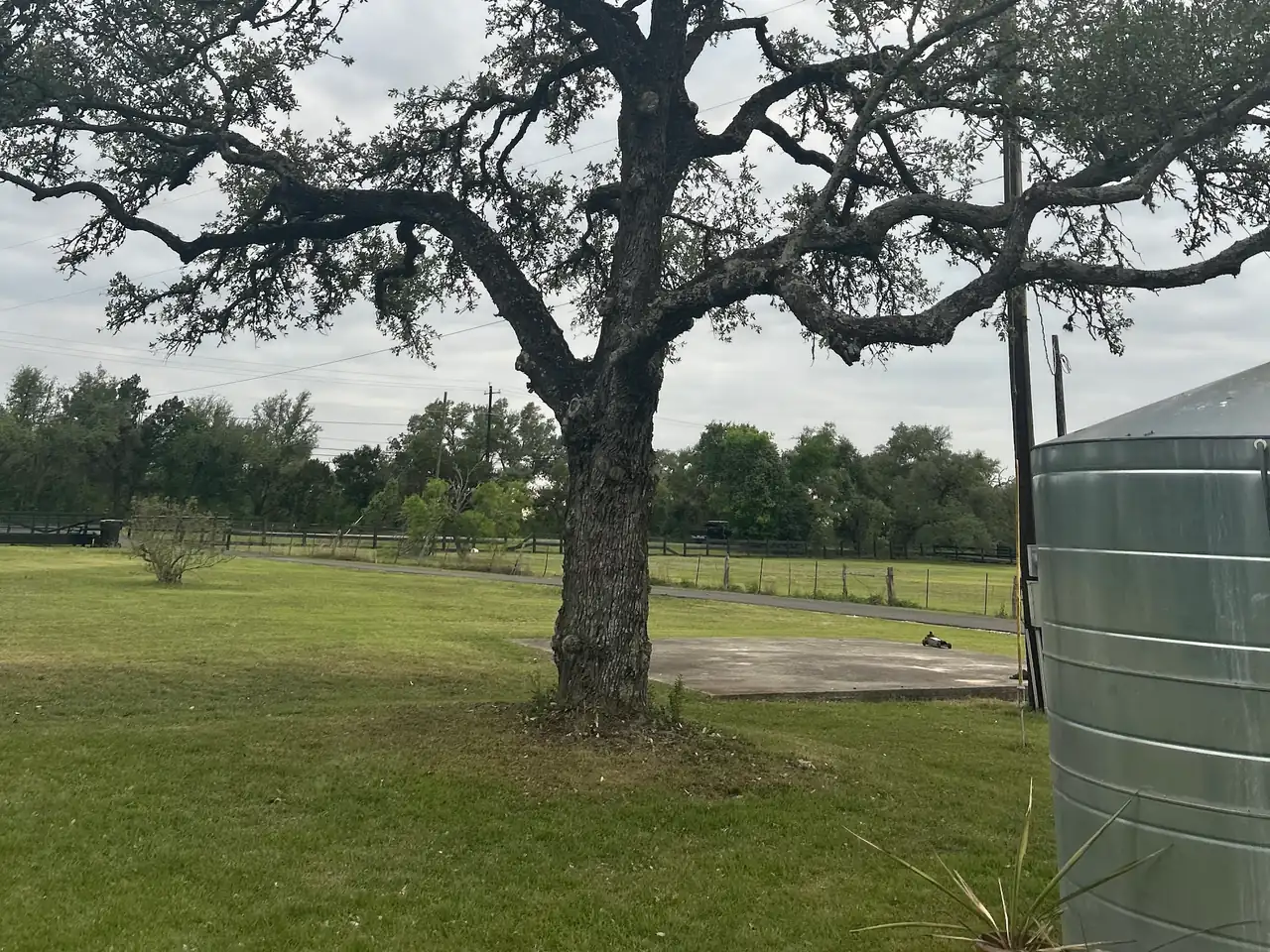 A live oak, mown turf, fence line, concrete pad and water tank on a Central Texas property