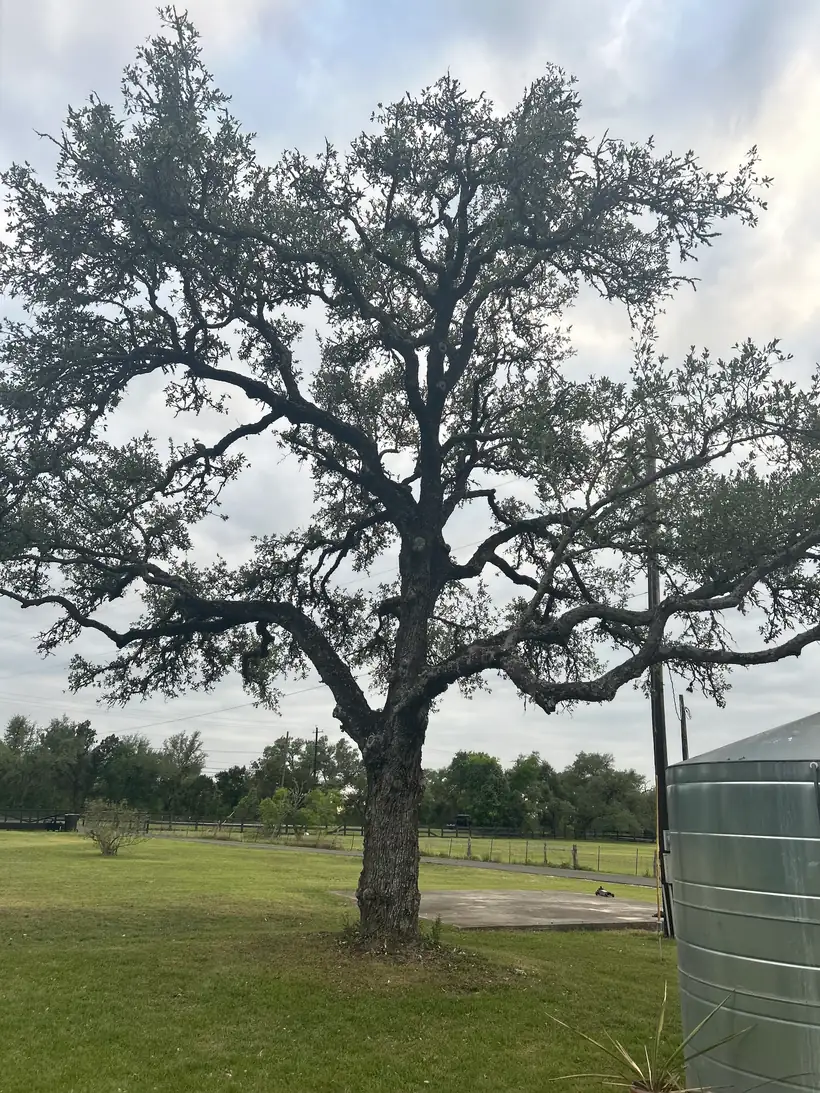 A mature live oak over mown turf on a customer property near Buda