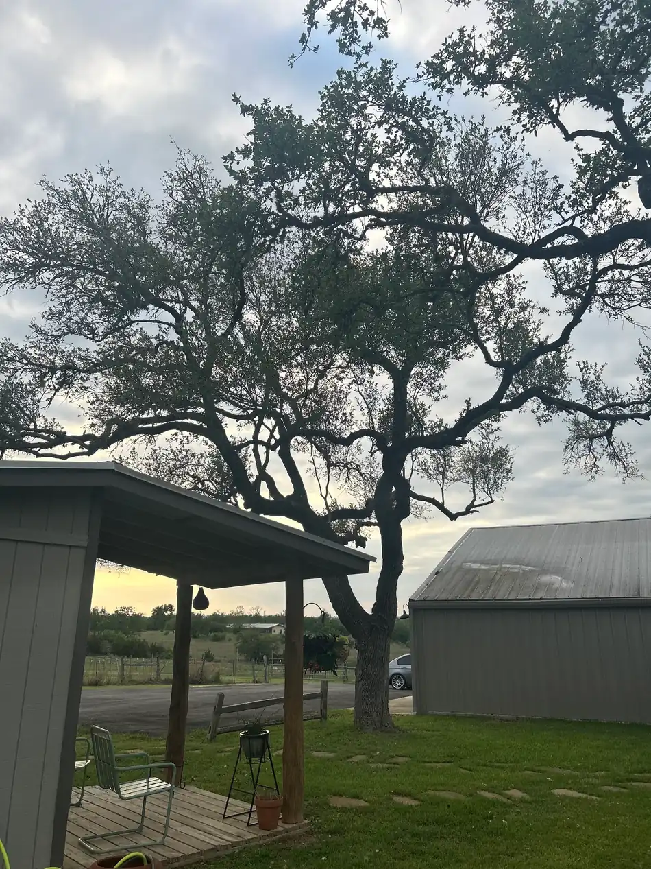 Dusk over a rural Central Texas property with an outbuilding, oak and gravel drive